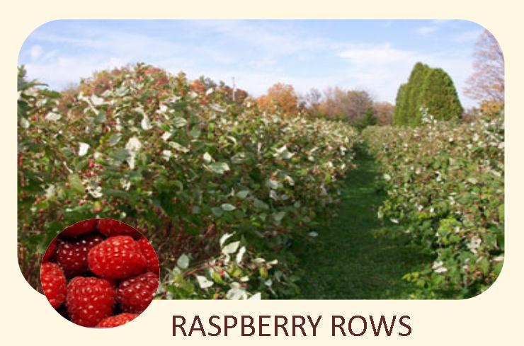 raspberry rows